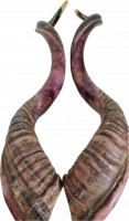 Shofar pair, right and left side, special collector's item(2 shofar - pair)_3