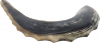 Shofar ram xl with waves on the sides of the shofar