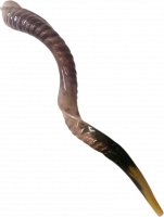 Shofar with grooves,special, luxurious, handmade, for collectors